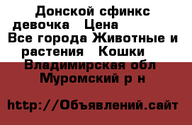 Донской сфинкс девочка › Цена ­ 15 000 - Все города Животные и растения » Кошки   . Владимирская обл.,Муромский р-н